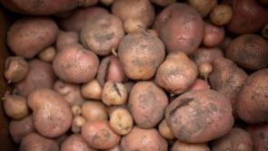 Scientists developing potatoes that could withstand heatwaves