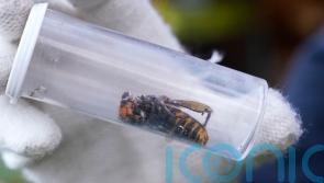 Invasive giant hornet which can wipe out beehives declared eradicated in US