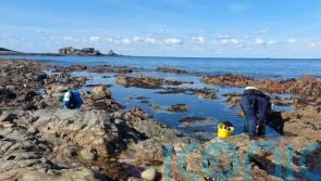 ‘Climate indicator’ sea slugs, whales and returning wildlife in UK seas in 2024