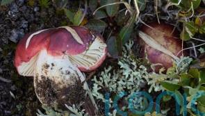 Ghost palms and toothy toadstools among species named by Kew scientists in 2024