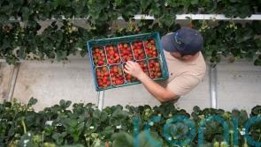 Growers promise UK strawberries for the Christmas table thanks to new method