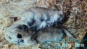 Whipsnade Zoo welcomes trio of rare North African lion cubs