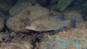 Further assessment will take place before wrasse fishing reopens