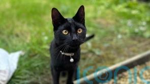 Bear the kitten survives Christmas scare thanks to vets’ charity