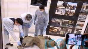 Baby mammoth preserved for 50,000 years is unveiled in Siberia