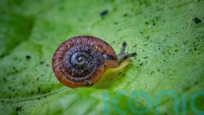 Snails on ‘edge of extinction’ released into wild after UK breeding success