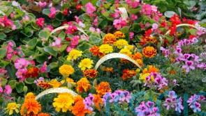 What will replace colourful annual bedding plants?