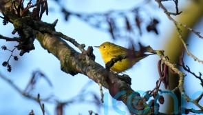 Birdwatchers flock to see ‘extremely rare visitor’ from North America