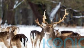 5 fantastic winter walks for wildlife spotting