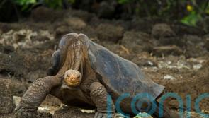 Online world mourns species extinction, but only for short time – research