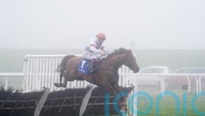 Nietzsche Has embarks on stallion career