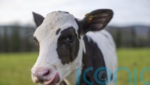 Birth of IVF calf hailed as ‘significant’ step in making dairy industry greener