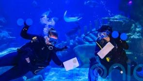 Sea Life counts more than 30,000 aquatic creatures in annual stocktake