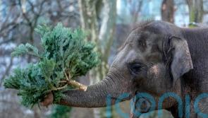 Christmas for the elephants as unsold trees fed to animals at Berlin Zoo