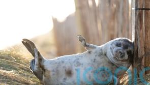 Thousands of grey seal pups counted at coastal breeding ground