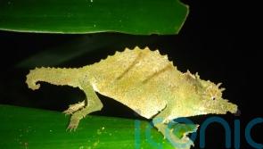 Tiny chameleon and whale shark among species on conservationists’ 2025 watchlist