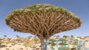 Quirky trees to spot on your travels