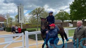 Night Raider likely to be saved for turf sprint campaign