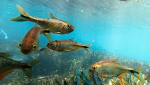 Quarter of freshwater animals at risk of extinction, conservationists warn