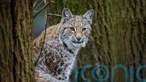 Two lynx on the loose in Cairngorms in suspected ‘illegal release’
