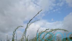 Weed resistant to key herbicide glyphosate found in UK for first time