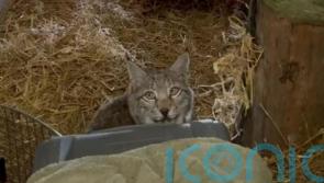 Letting lynx loose in Highlands was ‘highly irresponsible’, conservationist says