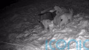 Two remaining &lsquo;deliberately abandoned&rsquo; lynx roaming Highlands captured safely
