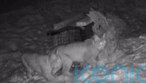 Lynx released illegally into Highlands has died overnight, keepers say