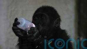 Young gorilla rescued from aircraft hold recovers at Istanbul zoo
