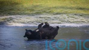 Family of black bears play on frozen lake at park enclosure amid cold snap