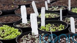 The easiest seeds to sow in winter