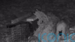 Warning of ‘rogue rewilding’ dangers after second pair of lynx captured