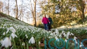 Top winter gardens to see snowdrops