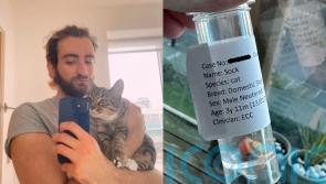 Cat owner forced to sell Taylor Swift memorabilia to cover £4k vet bill after feline friend swallowed Nerf bullet