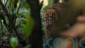Endangered cats rehomed after sanctuary boss guilty of animal welfare offences