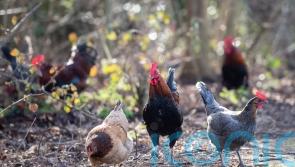 Chicken poo a factor in housing moratoriums, MPs told