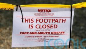Government seeks to reassure farmers amid foot-and-mouth outbreak in Germany