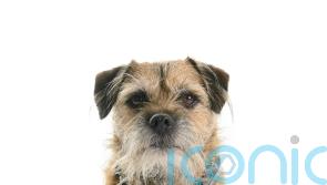 Greens submit plans to outlaw ‘cruel’ electric shock dog collars
