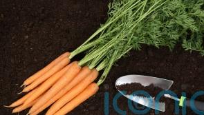 What to sow and grow this February