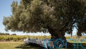 Why the Algarve is Europe’s most underrated culinary escape