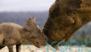 Adult and baby Pachyrhinosaurus in first look at BBC’s Walking With Dinosaurs