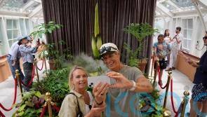 Thousands queue to see rare plant which emits stink of death when it blooms
