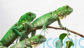 Taiwan plans to cull up to 120,000 green iguanas due to impact on agriculture