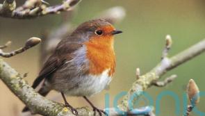 Conservationists call for people to join annual Big Garden Birdwatch