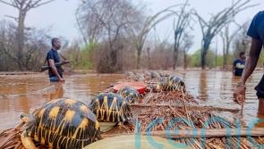 Thousands of endangered tortoises rescued in Madagascar after flood