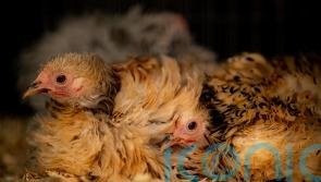 Bird flu restrictions to cover England and Scotland as number of cases rise