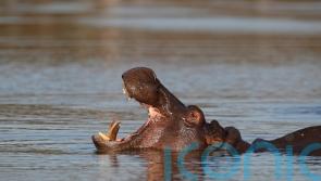 Hippos, narwhals, sperm whales and orcas get protection from trade in ivory