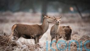 Gamekeepers welcome deer decision as ‘victory for common sense’