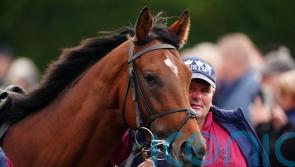 Coolmore thrilled with initial response to superstar rookie stallions