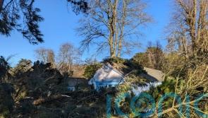 National Trust seeks help after losing more than 10,000 trees in Storm Eowyn